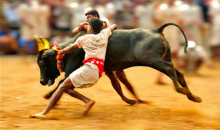 ஜல்லிகட்டு