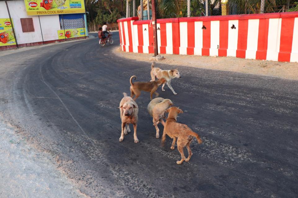 Street Dogs